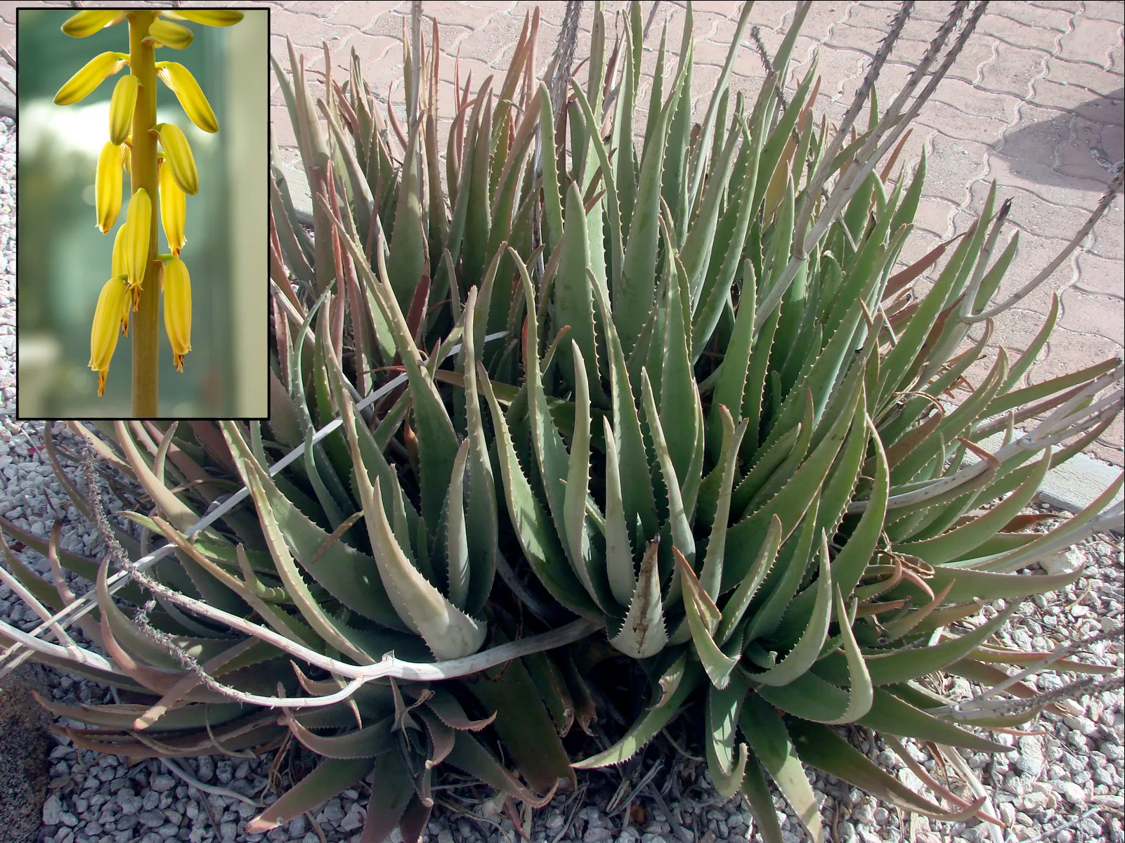Aloe Vera (Aloe barbadensis) — houseplant