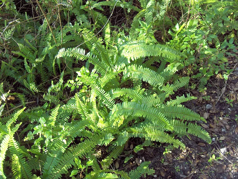 Boston Fern (Nephrolepis exaltata) — houseplant
