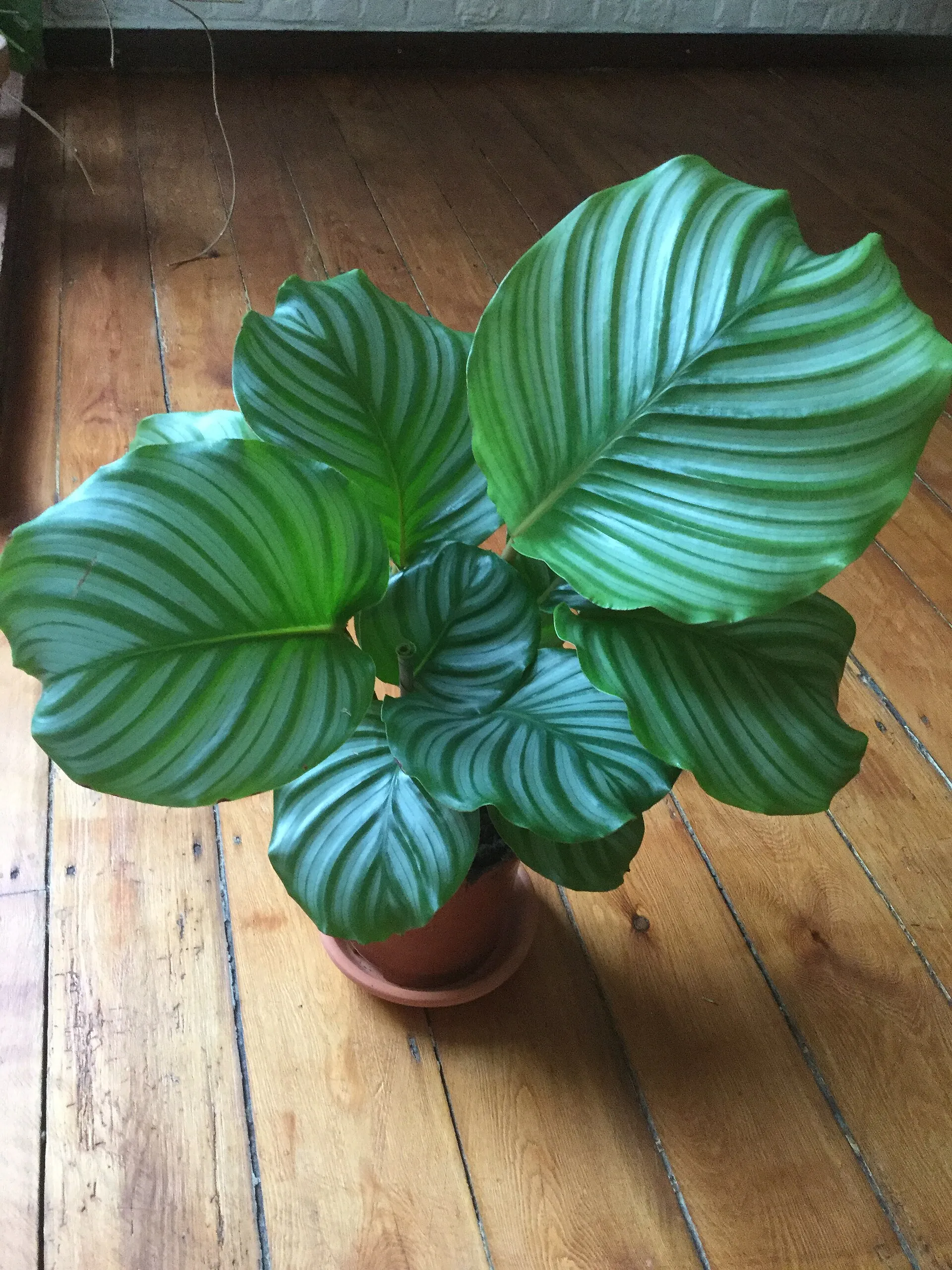 Calathea (Calathea orbifolia) — houseplant