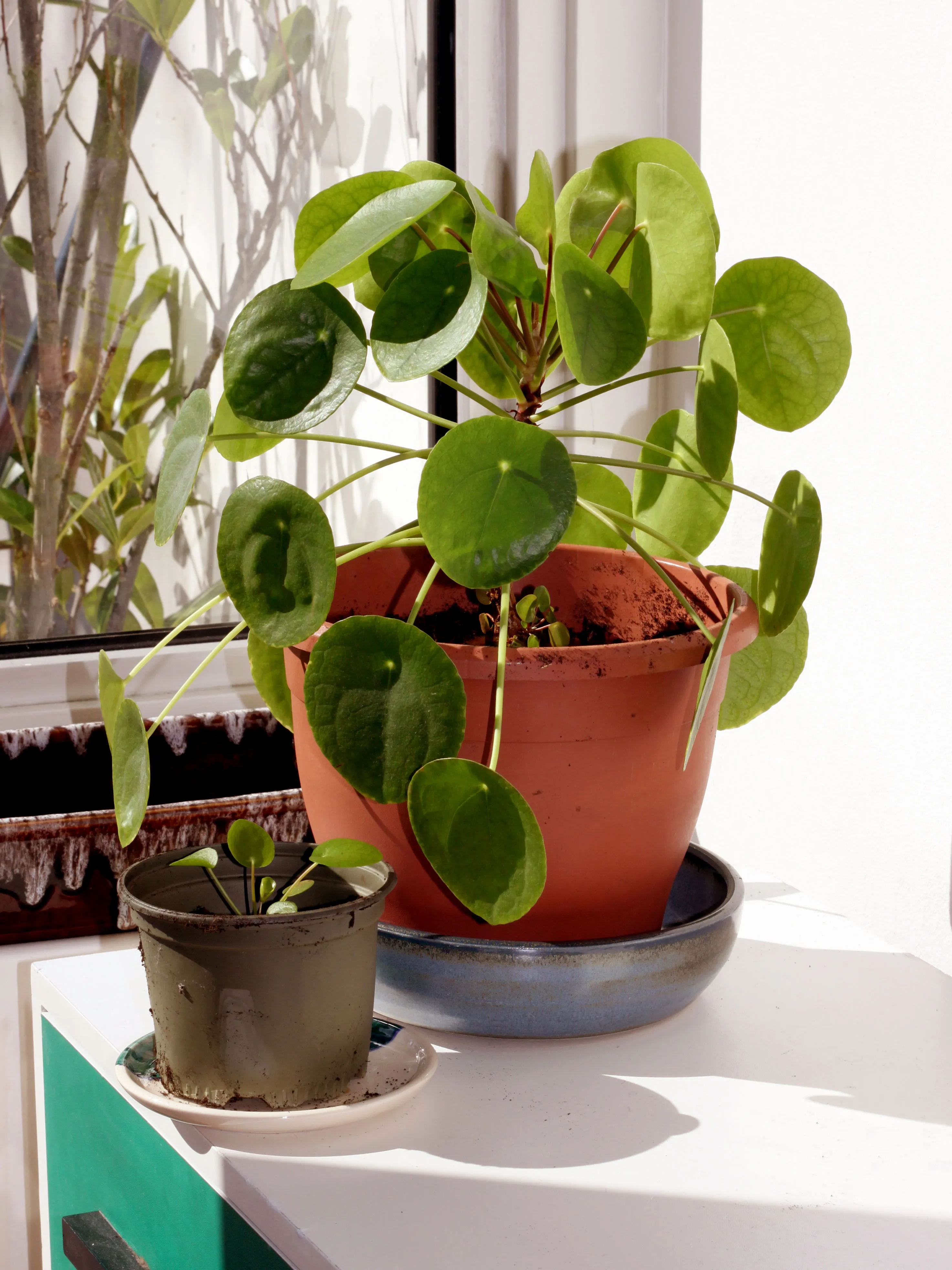 Chinese Money Plant (Pilea peperomioides) — houseplant