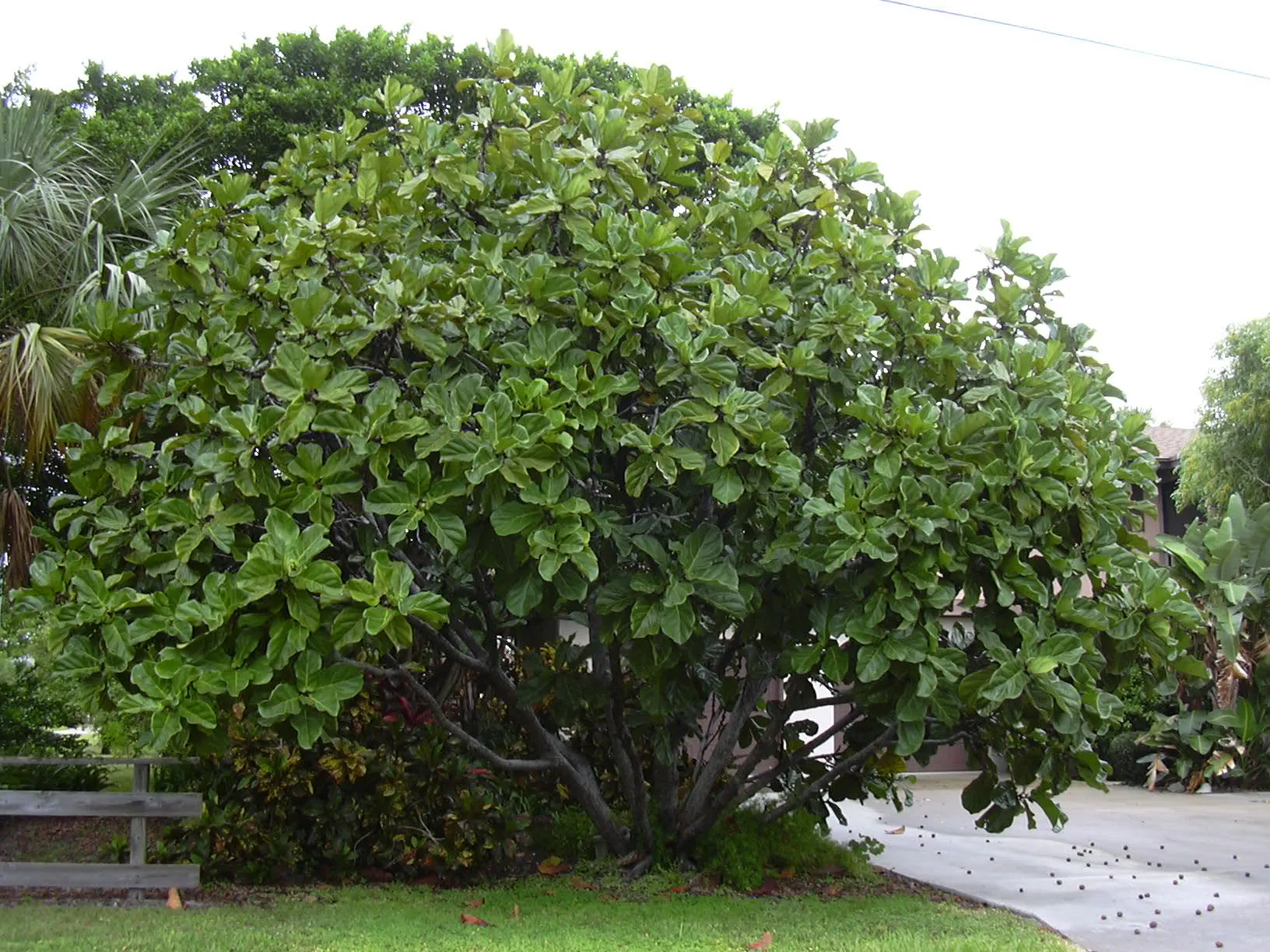 Fiddle Leaf Fig (Ficus lyrata) — houseplant