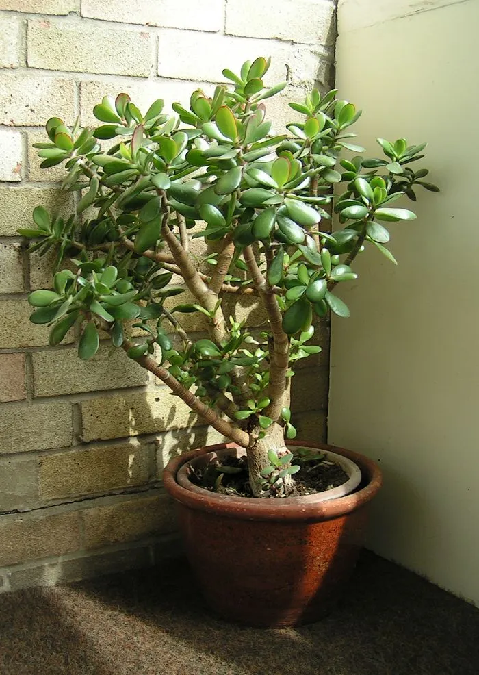 Jade Plant (Crassula ovata) — houseplant