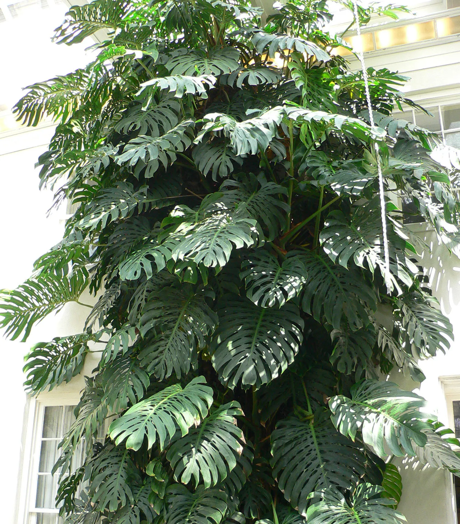 Monstera Deliciosa (Monstera deliciosa) — houseplant