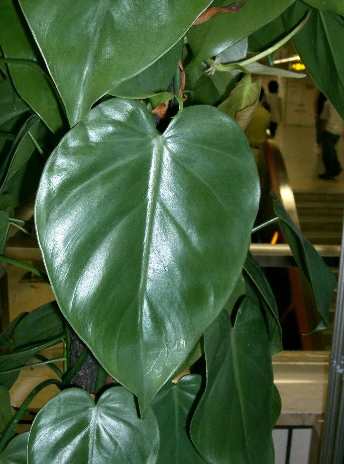 Xvfg Heartleaf Philodendron Energy Profile | Myrtle & Mist
