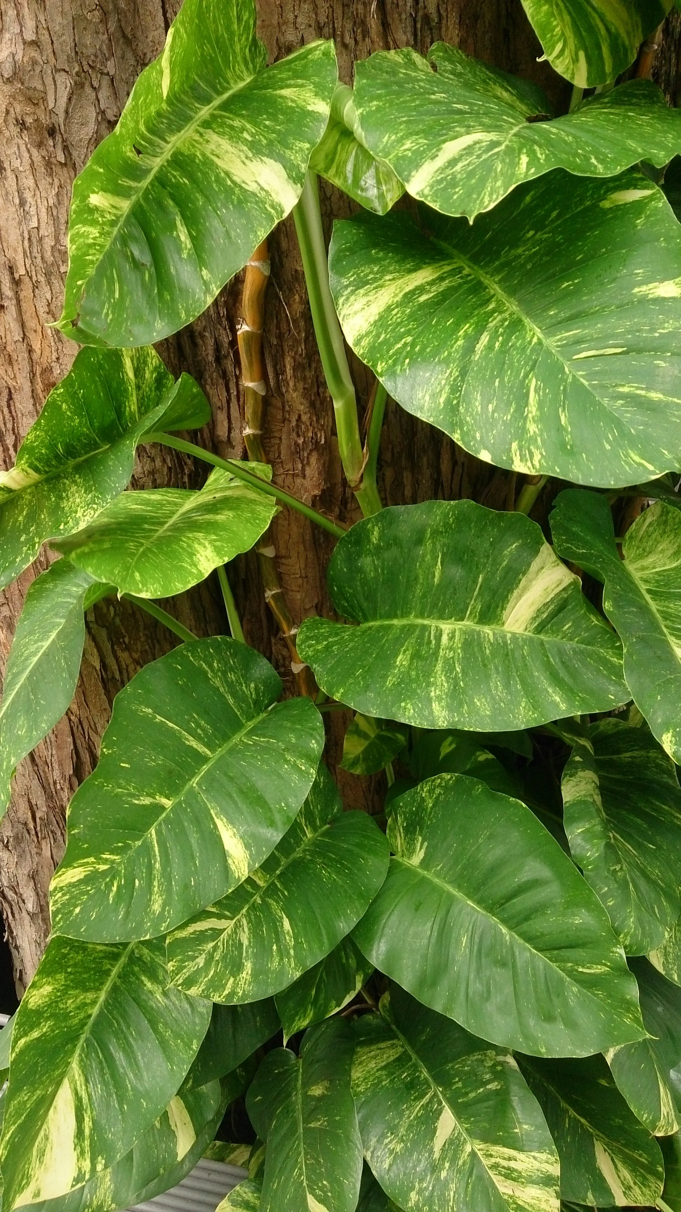 Pothos (Epipremnum aureum) (Epipremnum aureum) — houseplant