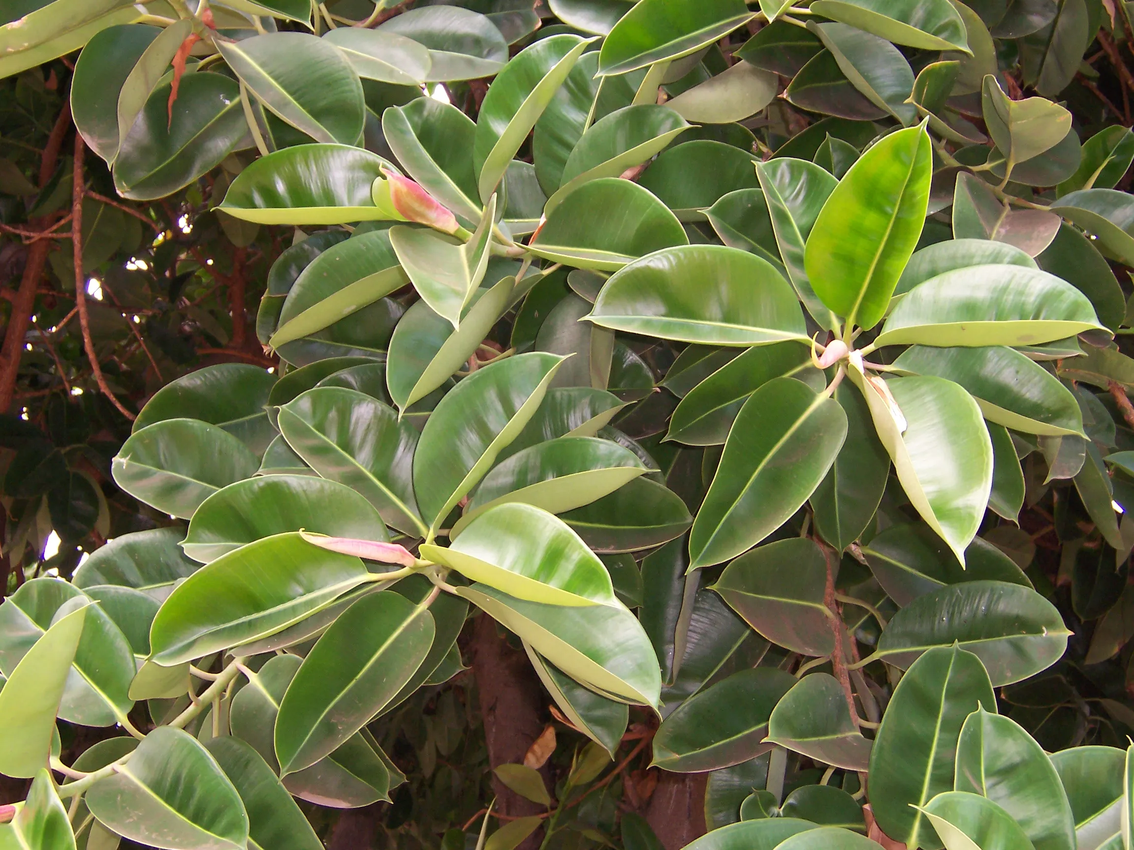 Rubber Plant (Ficus elastica) — houseplant