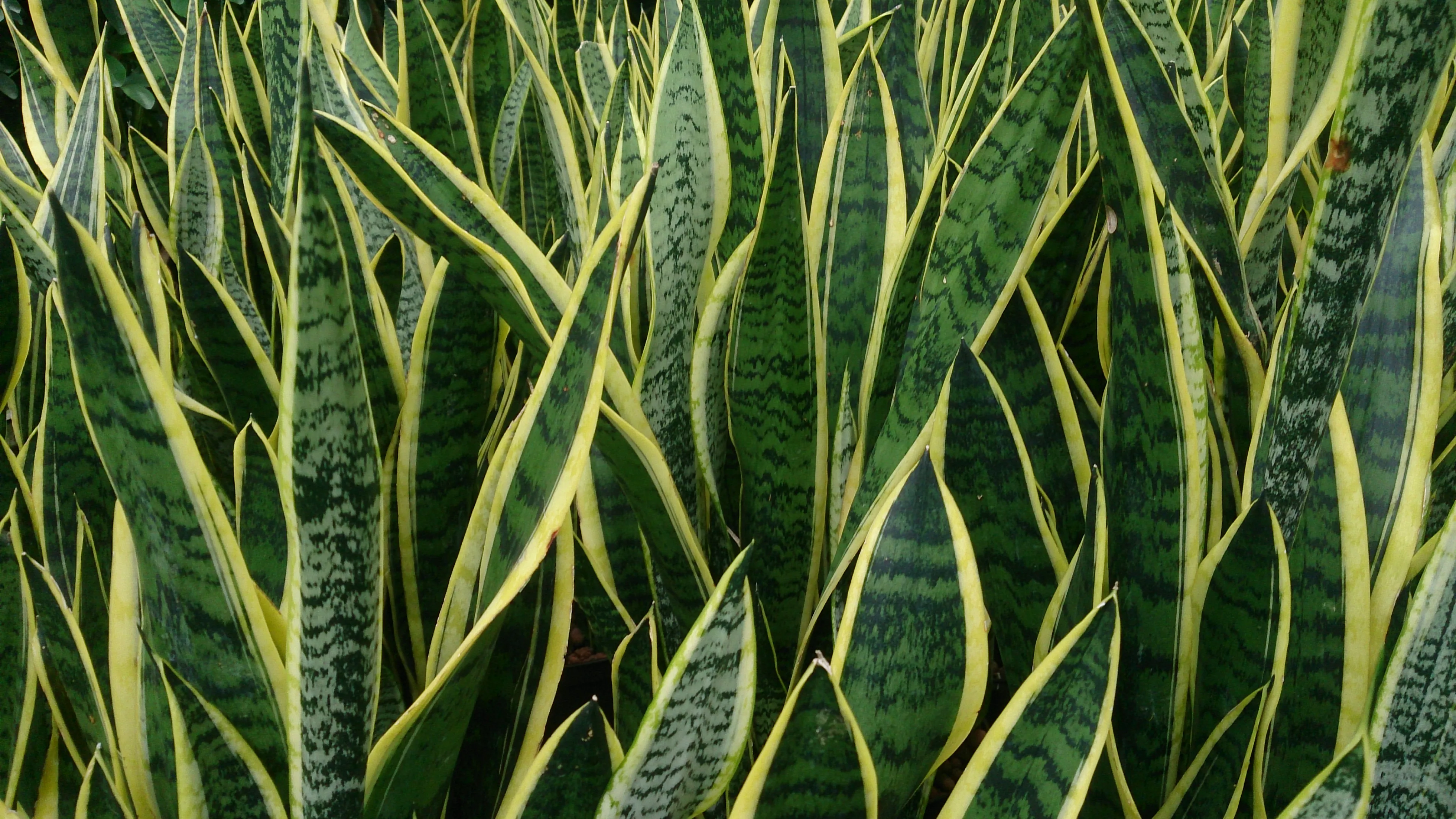Snake Plant (Sansevieria) (Dracaena trifasciata) — houseplant