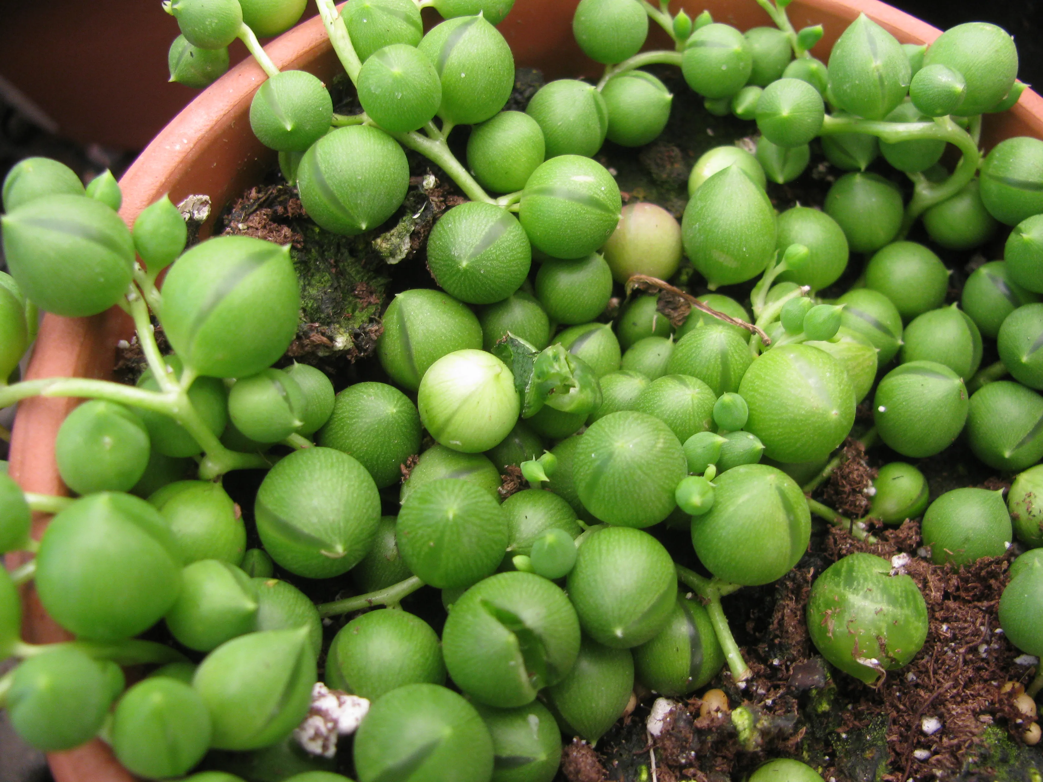String of Pearls (Senecio rowleyanus) — houseplant